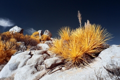 Anza-Borrego Desert, San Diego, California