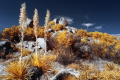 Anza-Borrego Desert, San Diego, California