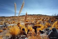 Anza-Borrego Desert, San Diego, California