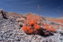 Anza-Borrego Desert, San Diego, California