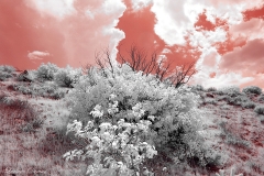 Anza-Borrego Desert, San Diego, California