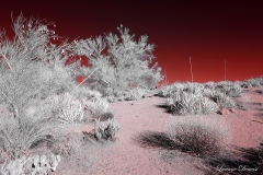 Anza-Borrego Desert, San Diego, California