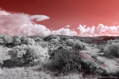 Anza-Borrego Desert, San Diego, California