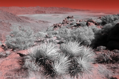 Anza-Borrego Desert, San Diego, California