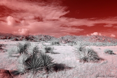 Anza-Borrego Desert, San Diego, California