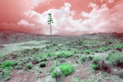 Anza-Borrego Desert, San Diego, California