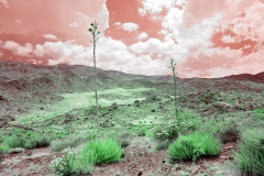 Anza-Borrego Desert, San Diego, California