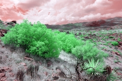 Anza-Borrego Desert, San Diego, California