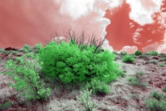 Anza-Borrego Desert, San Diego, California