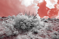 Anza-Borrego Desert, San Diego, California