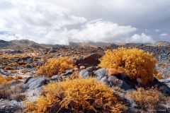 Anza-Borrego Desert, San Diego, California