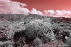 Anza-Borrego Desert, San Diego, California