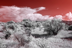 Anza-Borrego Desert, San Diego, California