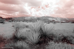 Anza-Borrego Desert, San Diego, California