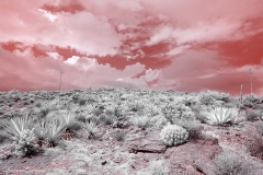 Anza-Borrego Desert, San Diego, California