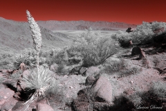 Anza-Borrego Desert, San Diego, California