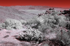 Anza-Borrego Desert, San Diego, California