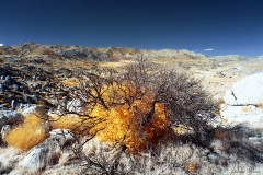 Anza-Borrego Desert, San Diego, California6_2017 (28)_FINAL_01