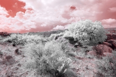 Anza-Borrego Desert, San Diego, California