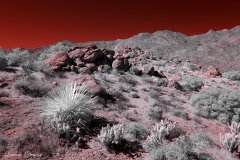 Anza-Borrego Desert, San Diego, California