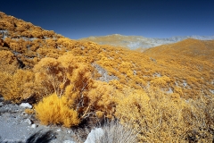 Anza-Borrego Desert, San Diego, California