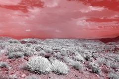 Anza-Borrego Desert, San Diego, California