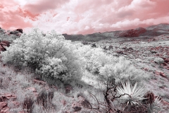 Anza-Borrego Desert, San Diego, California