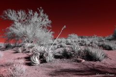 Anza-Borrego Desert, San Diego, California