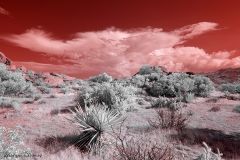 Anza-Borrego Desert, San Diego, California