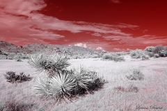 Anza-Borrego Desert, San Diego, California