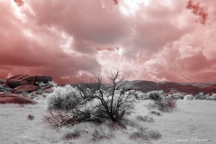 Anza-Borrego Desert, San Diego, California