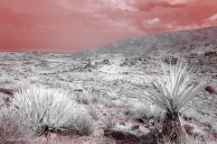 Anza-Borrego Desert, San Diego, California