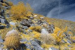 Anza-Borrego Desert, San Diego, California