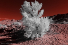 INFRARED_ANZA_BORREGO_NOV_04_2017 (72)_FINAL_02