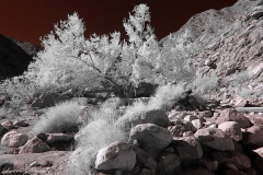 Anza-Borrego Desert, San Diego, California