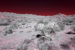 Anza-Borrego Desert, San Diego, California