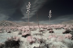 INFRARED_ANZA_BORREGO_MAY04_2019_695-13_FINAL_10