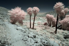 INFRARED_ANZA_BORREGO_MAY27_2019_695-133_FINAL_10