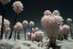 INFRARED_ANZA_BORREGO_MAY27_2019_695-93_FINAL_10