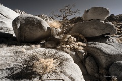 INFRARED_ANZA_BORREGO_NOV_17_695-116_FINAL_06