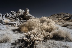 INFRARED_ANZA_BORREGO_NOV_17_695-47_FINAL_06