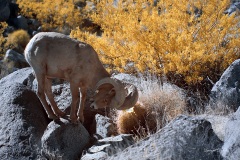 INFRARED_ANZA_BORREGO_JAN28_2018-29_FINAL_05