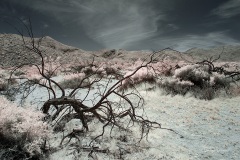 INFRARED_ANZA_BORREGO_MAY04_2019_695-31_FINAL_10