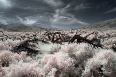 INFRARED_ANZA_BORREGO_MAY04_2019_695-135_FINAL_10