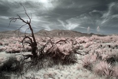 INFRARED_ANZA_BORREGO_MAY04_2019_695-154_FINAL_10