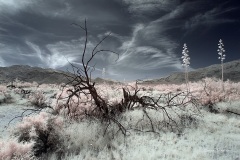 INFRARED_ANZA_BORREGO_MAY04_2019_695-158_FINAL_10