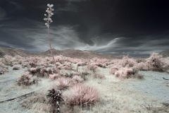 INFRARED_ANZA_BORREGO_MAY04_2019_695-66_FINAL_10