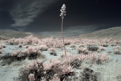 INFRARED_ANZA_BORREGO_MAY04_2019_695-9_FINAL_10