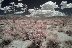 INFRARED_ANZA_BORREGO_MAY12_2019_695-82_FINAL_10