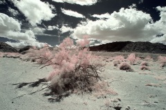 INFRARED_ANZA_BORREGO_MAY19_2019_695-124_FINAL_10